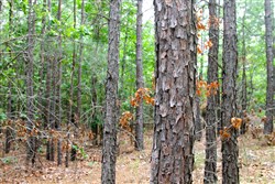 Trophy Ridge Phase II Tract 75