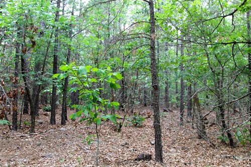 Trophy Ridge Phase II Tract 75