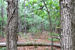 Trophy Ridge Phase II Tract 75