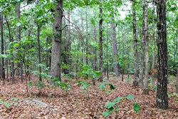 Trophy Ridge Phase II Tract 75