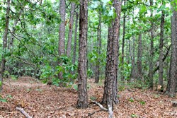 Trophy Ridge Phase II Tract 75