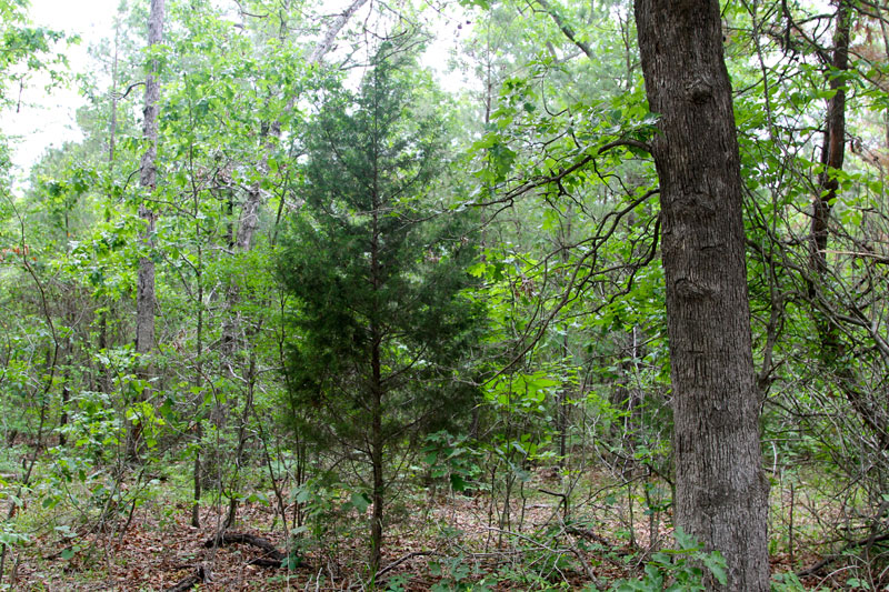 Tract 77 at Trophy Ridge Phase II in Pushmataha County, Oklahoma
