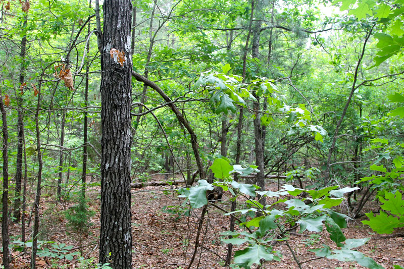 Tract 78 at Trophy Ridge Phase II in Pushmataha County, Oklahoma