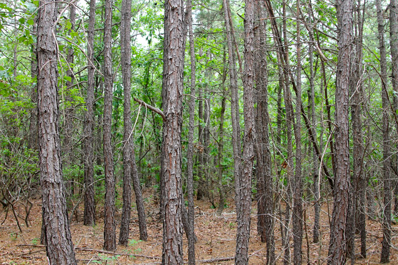 Tract 79 at Trophy Ridge Phase II in Pushmataha County, Oklahoma