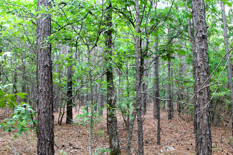 Tract 80 at Trophy Ridge Phase II in Pushmataha County, Oklahoma