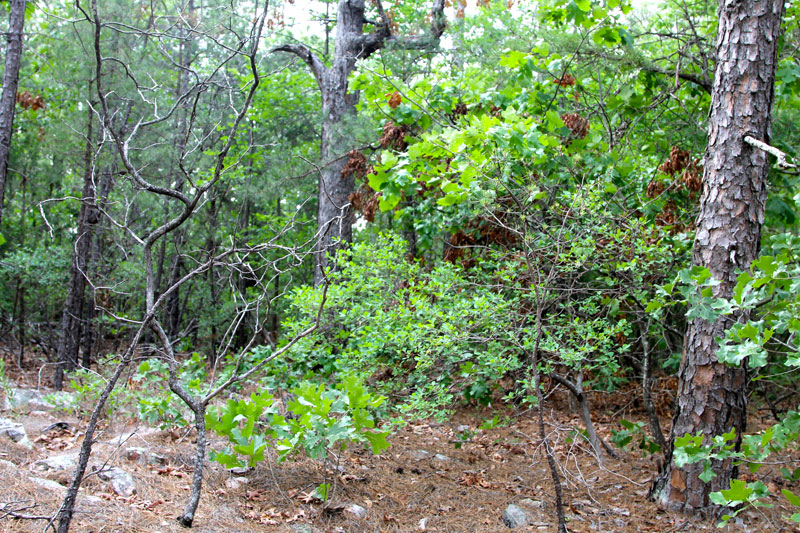 Tract 81 at Trophy Ridge Phase II in Pushmataha County, Oklahoma