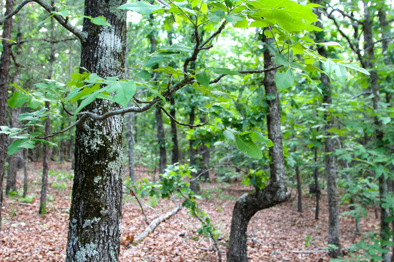 Tract 83 at Trophy Ridge Phase II in Pushmataha County, Oklahoma