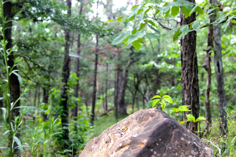 Tract 84 at Trophy Ridge Phase II in Pushmataha County, Oklahoma