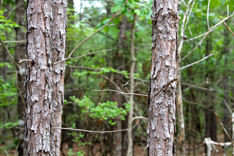 Tract 86 at Trophy Ridge Phase II in Pushmataha County, Oklahoma