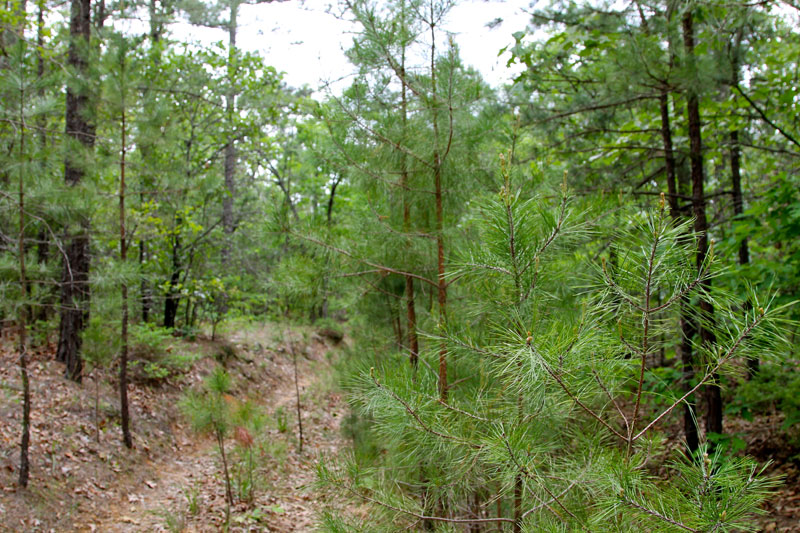 Tract 89 at Trophy Ridge Phase II in Pushmataha County, Oklahoma