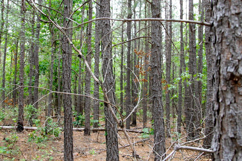 Tract 90 at Trophy Ridge Phase II in Pushmataha County, Oklahoma