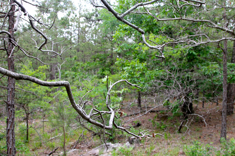 Tract 91 at Trophy Ridge Phase II in Pushmataha County, Oklahoma