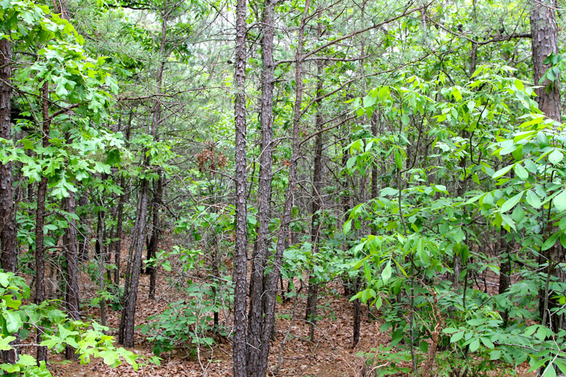 Tract 93 at Trophy Ridge Phase II in Pushmataha County, Oklahoma