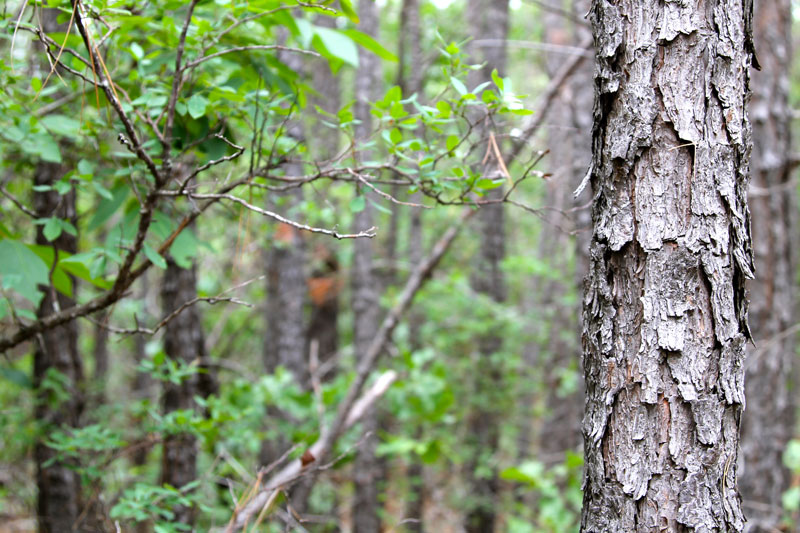 Tract 94 at Trophy Ridge Phase II in Pushmataha County, Oklahoma
