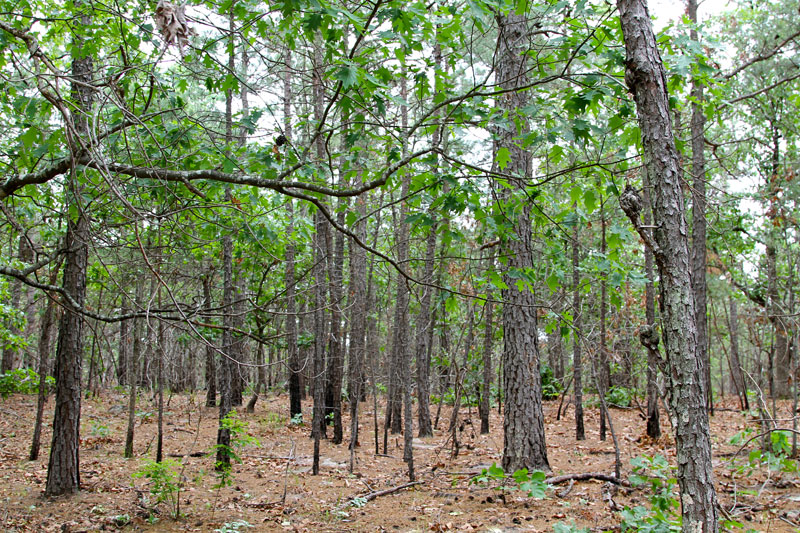 Tract 96 at Trophy Ridge Phase II in Pushmataha County, Oklahoma