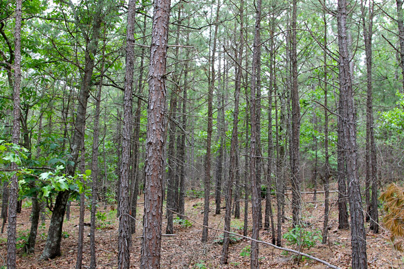 Tract 98 at Trophy Ridge Phase II in Pushmataha County, Oklahoma