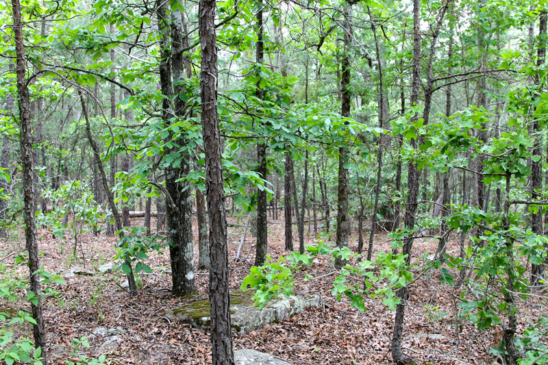 Tract 99 at Trophy Ridge Phase II in Pushmataha County, Oklahoma
