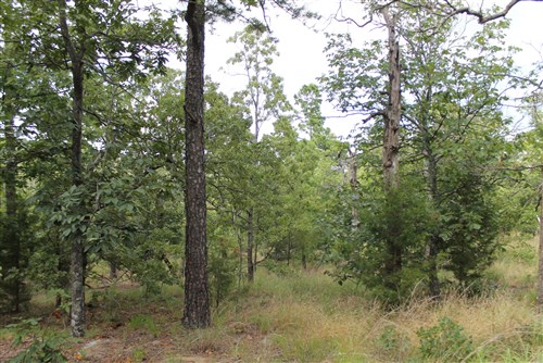 Trophy Ridge Phase III Tract 10