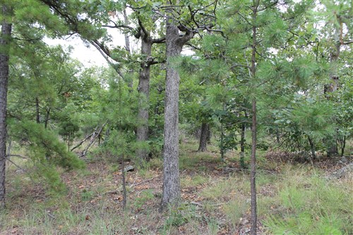 Trophy Ridge Phase III Tract 10