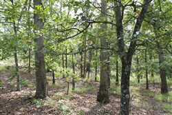 Trophy Ridge Phase III Tract 10