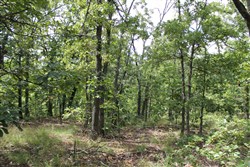 Trophy Ridge Phase III Tract 10