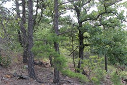 Trophy Ridge Phase III Tract 25