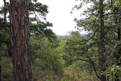 Trophy Ridge Phase III Tract 25