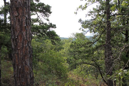 Trophy Ridge Phase III Tract 25