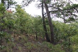 Trophy Ridge Phase III Tract 25