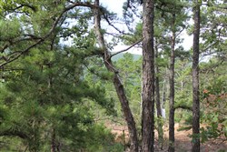 Trophy Ridge Phase III Tract 25