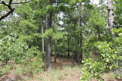 Trophy Ridge Phase III Tract 36