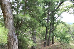 Trophy Ridge Phase III Tract 36