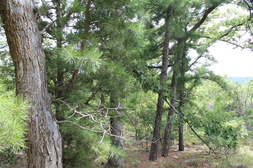 Trophy Ridge Phase III Tract 36