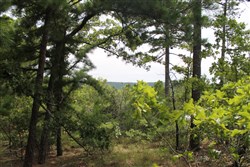 Trophy Ridge Phase III Tract 36