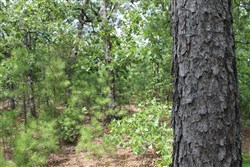 Trophy Ridge Phase III Tract 36