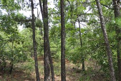 Trophy Ridge Phase III Tract 36
