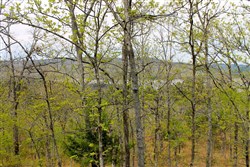 Trophy Ridge Phase III Tract 53