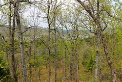 Trophy Ridge Phase III Tract 53