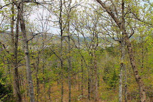 Trophy Ridge Phase III Tract 53