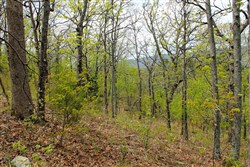 Trophy Ridge Phase III Tract 53