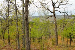 Trophy Ridge Phase III Tract 53