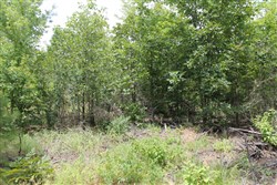 Trophy Ridge Phase III Tract 8