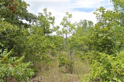 Trophy Ridge Phase III Tract 8