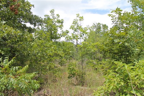 Trophy Ridge Phase III Tract 8