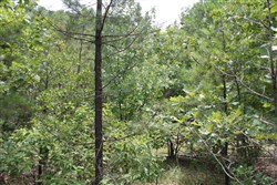 Trophy Ridge Phase III Tract 8