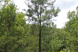 Trophy Ridge Phase III Tract 8