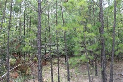 Trophy Ridge Phase III Tract 8