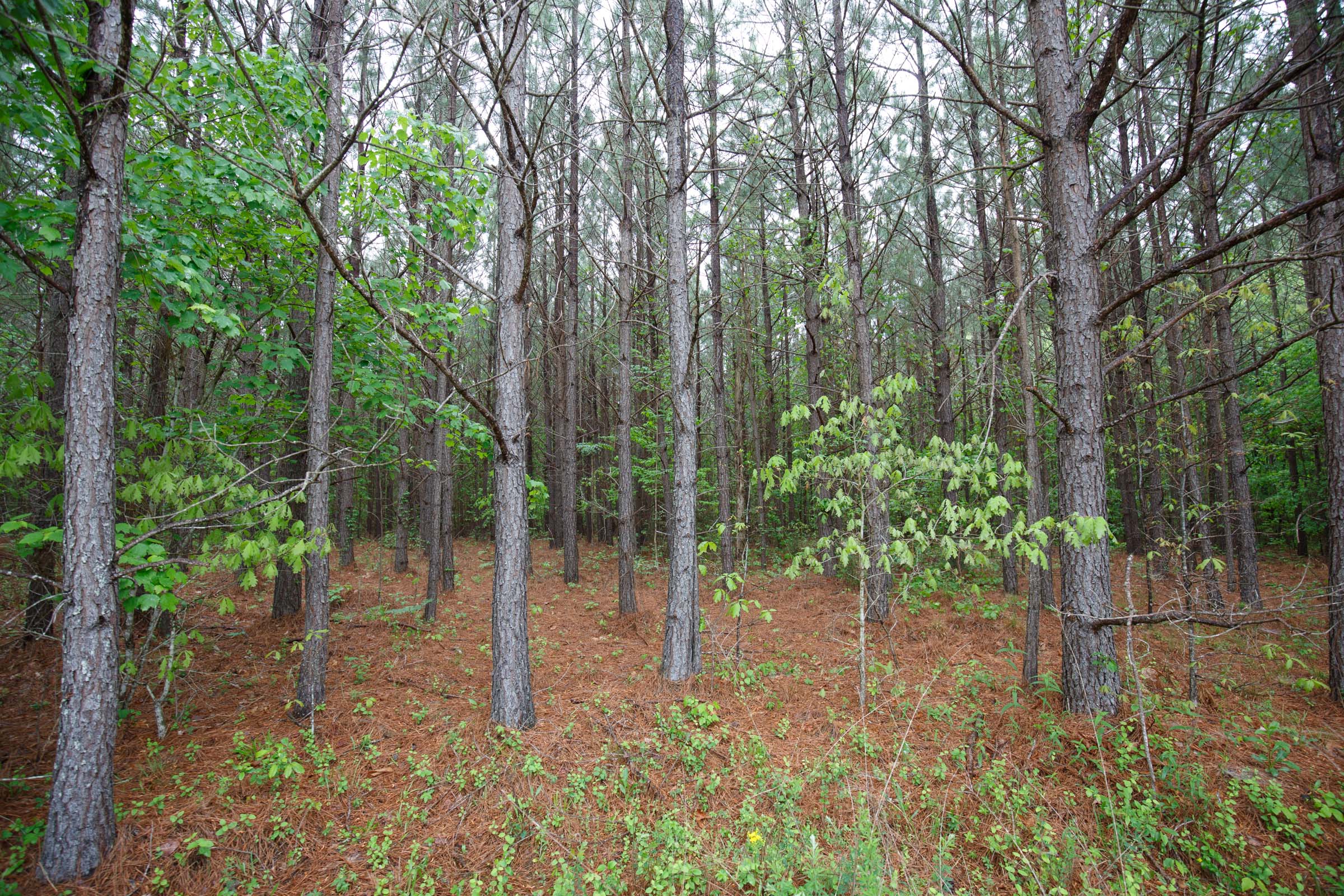 Tract 1 at Red Barn Ranch in Benton County, Tennessee