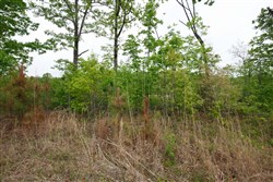 Red Barn Ranch Tract 11