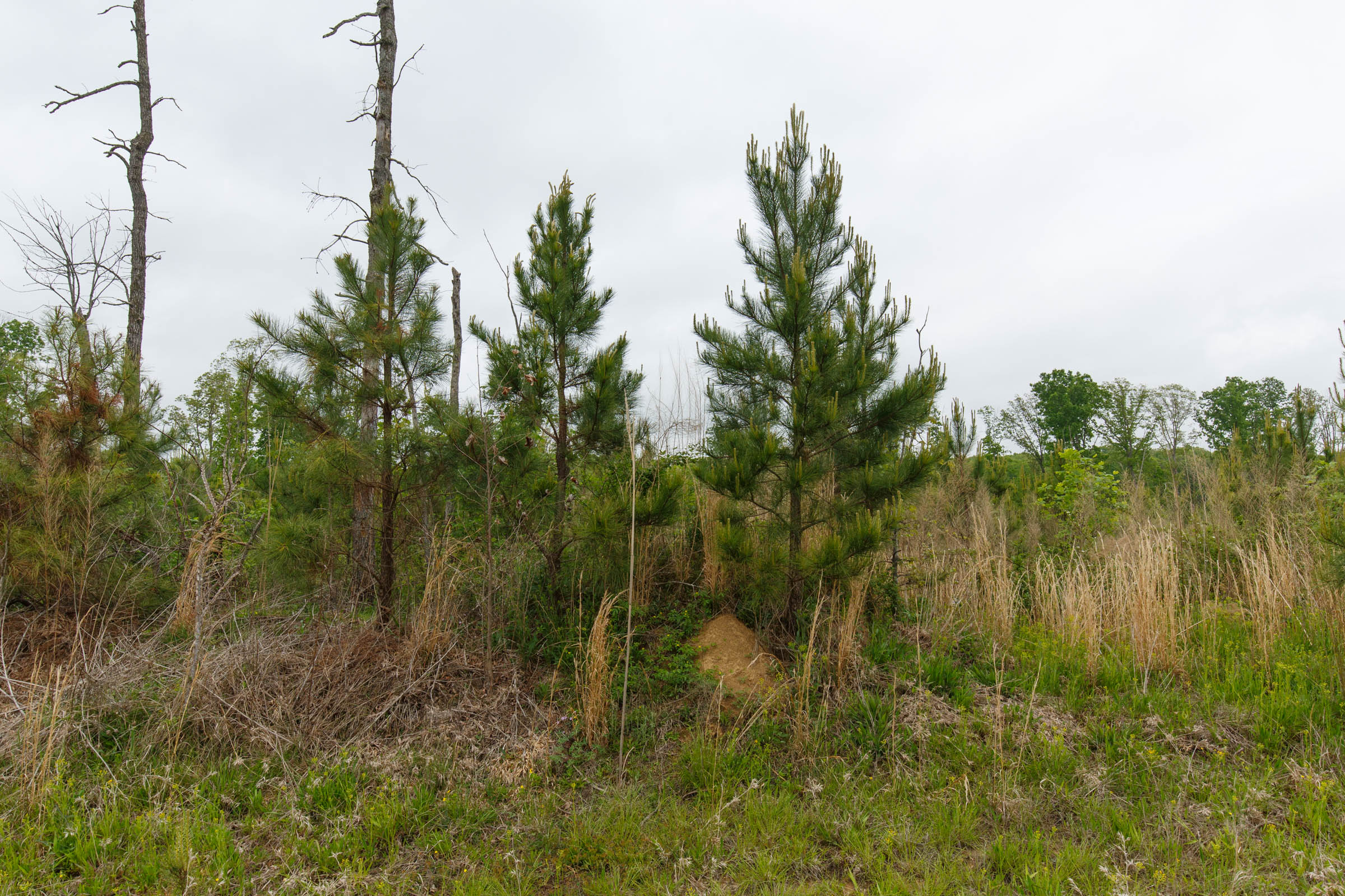 Tract 13 at Red Barn Ranch in Benton County, Tennessee